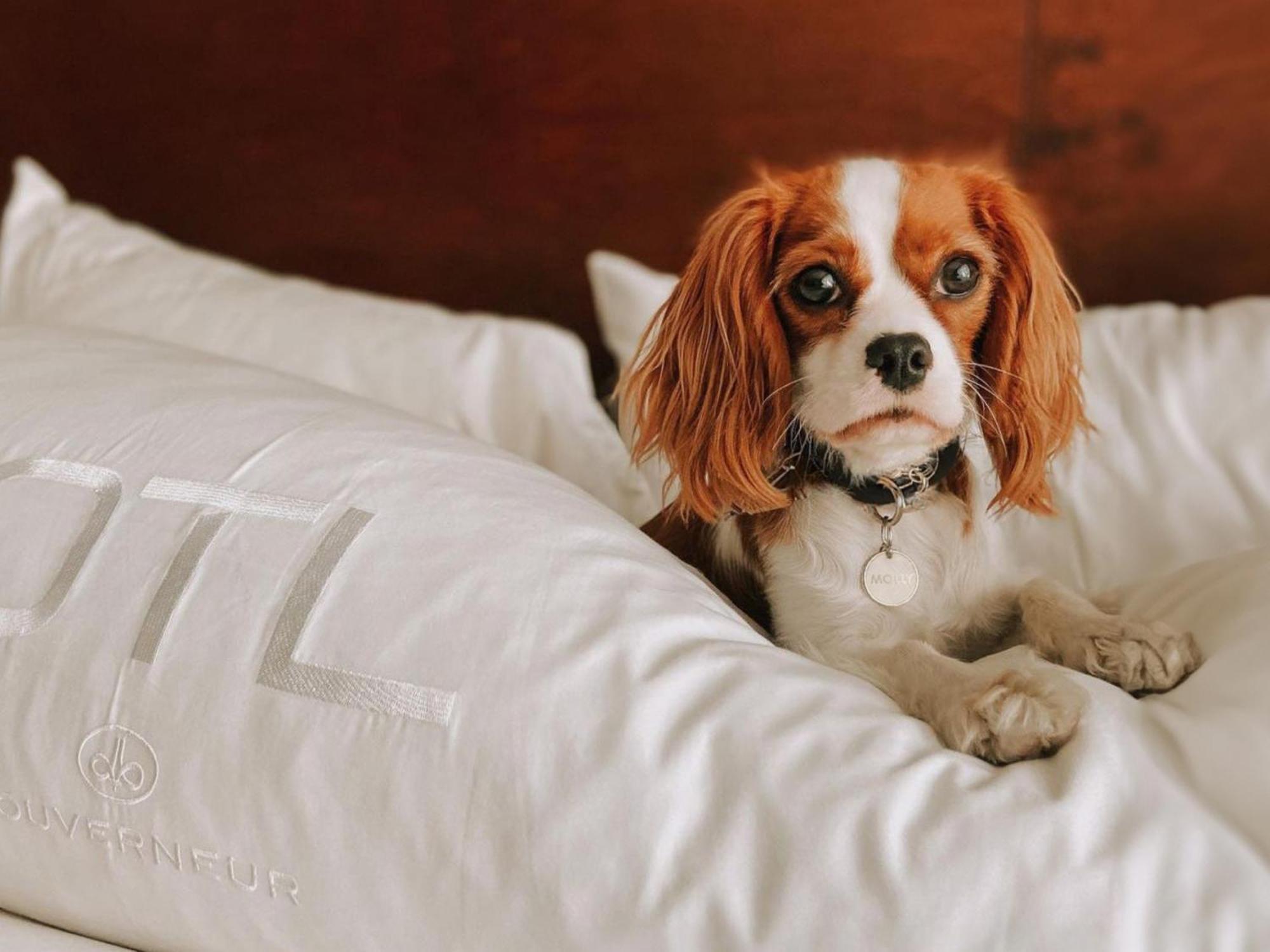 Otl Gouverneur Sherbrooke Eksteriør bilde A dog on a bed